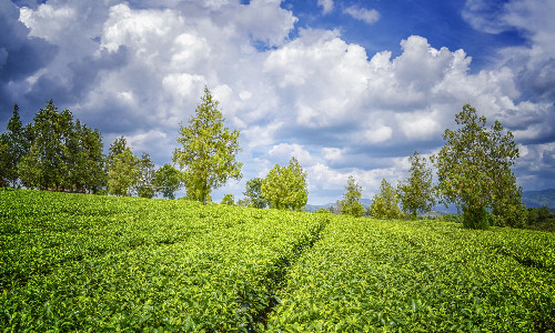 China-Puer-Tea-Exhibition-Garden