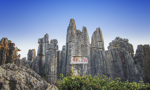 Stone Forest