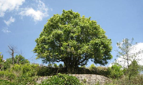 Xiangzhuqing Ancient Tea Tree