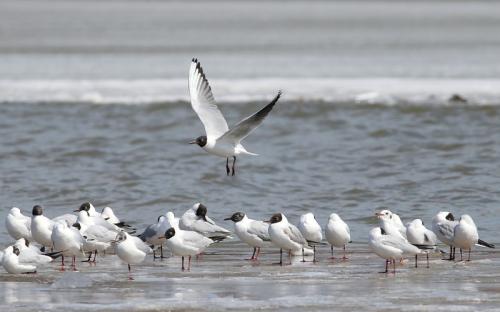 Black-headed Gulls, Green Lake Park