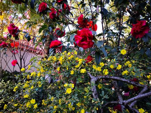 Camellia Garden, Green Lake Park