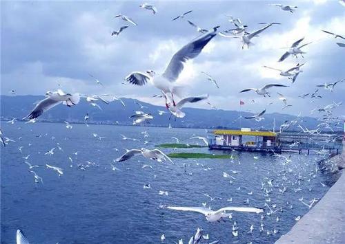 Seagulls on the Lake，Dianchi Lake