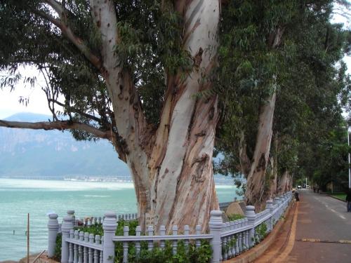 Amazing Eucalyptus Couple，Haigeng Park