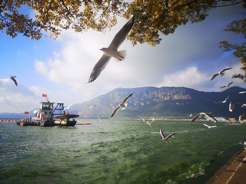 Larus Ridibundus in Haigeng Park，Haigeng Park