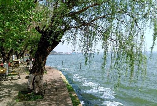 Willows in Haigeng Park，Haigeng Park