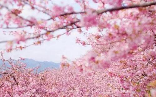 Cherry Blossom Valley，Fuxian Lake