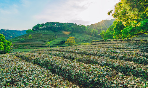 Meijiawu-Tea-Plantation