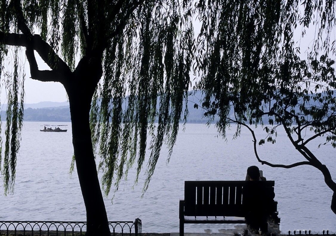 Orioles Singing in the Willows，West Lake