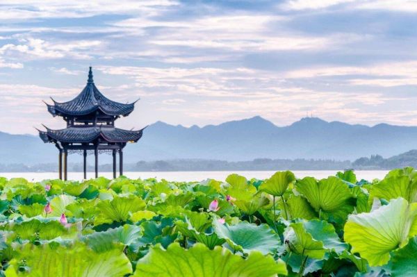 Lotus Flower Scene，West Lake