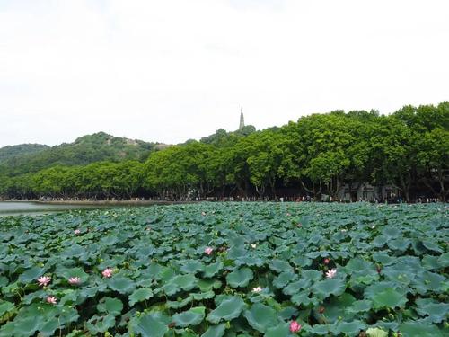 Summer Scenery，Baochu Pagoda