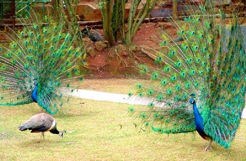 Peafowls Spreading Tail Feathers， Rare Bird Yard