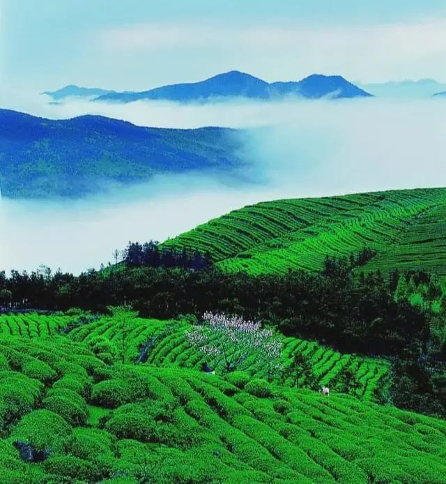 Cloud Tea Fields, Tiantai Mountain