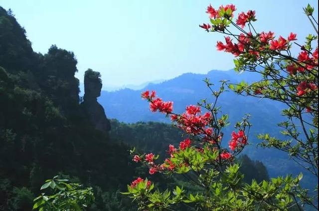 Yunjin Rhododendrons Blossom，Tiantai Mountain