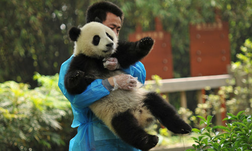 Panda gigante