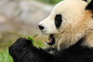 Panda Gigante carino della Base del Panda Gigante