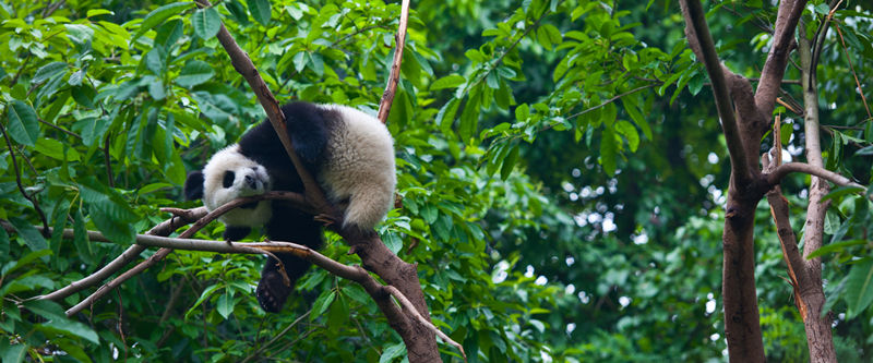 Panda Gigante della Base del Panda Gigante