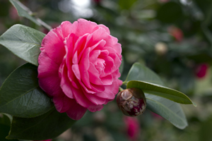 Camelia