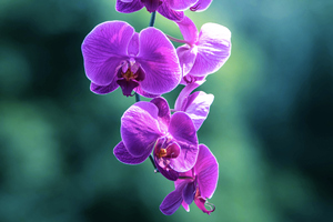 Orchidea