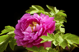 Peonia