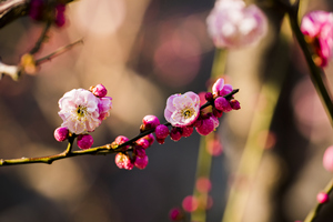 Fiori di Prugna