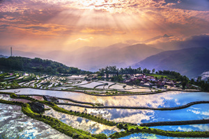 Risaie a Terrazza di Yuanyang al mattino