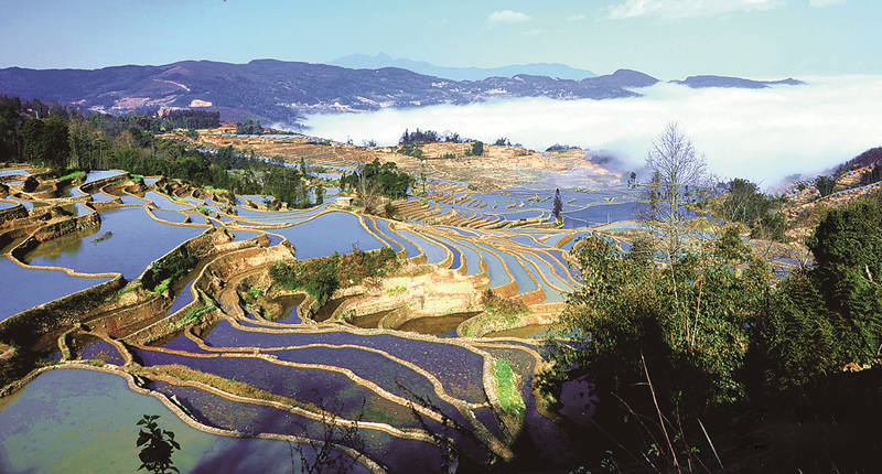 Risaie a Terrazza di Yuanyang tra le nuvole