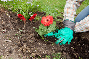 Fiori del Giardino Espositivo Internazionale dell’Orticoltura