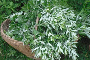 Artemisia