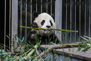 Panda che mangia il bambù