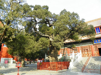 Cipresso che tocca il male del Tempio di Confucio Pechino