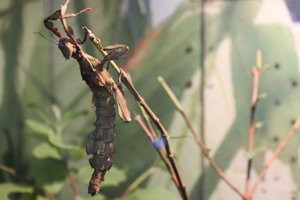 Galleria degli insetti del Regno Naturale degli Insetti Selvatici Shanghai