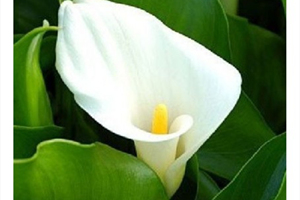 Fiore fortunato Calla