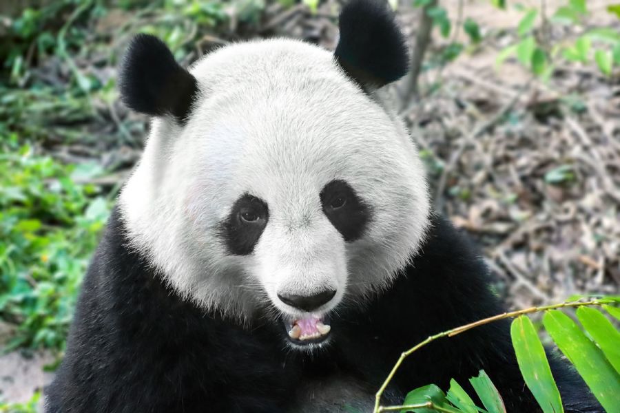Viaggio con Famiglia in Cina con Bambini di Shaolin Kungfu e Panda