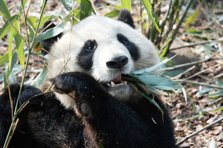 Viaggio per Vedere i Panda e il Kung Fu in Cina