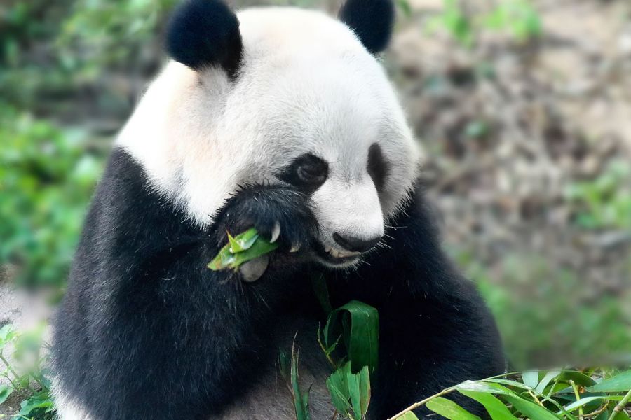 Viaggio in Tibet con Visita ai Panda Giganti