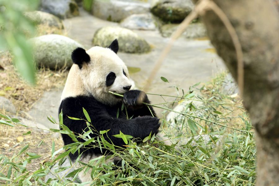Viaggio dei Tesori Migliori della Cina con Visita al Panda Gigante e Crociera sul Fiume Azzurro