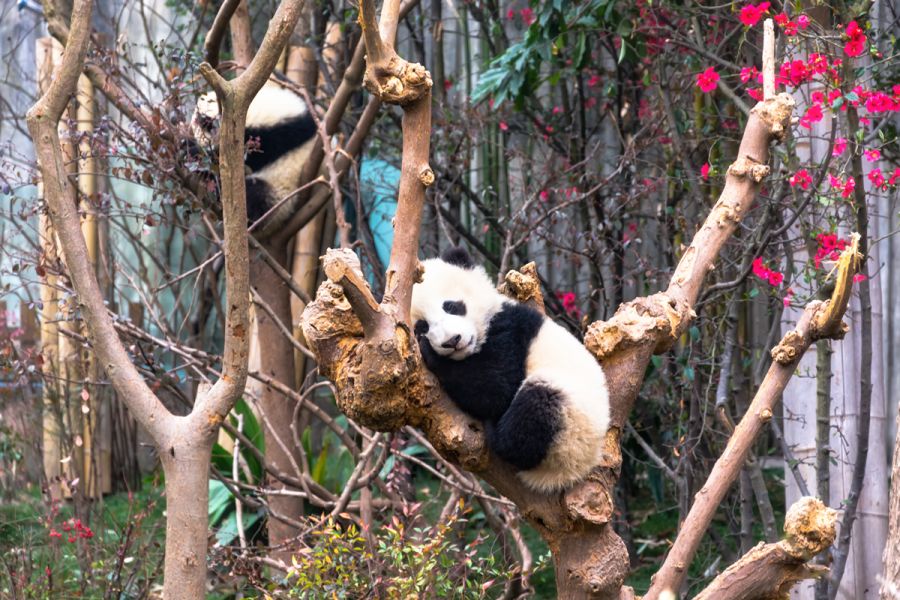 Viaggio in Cina Tutto Incluso con Esperienza di Kung Fu