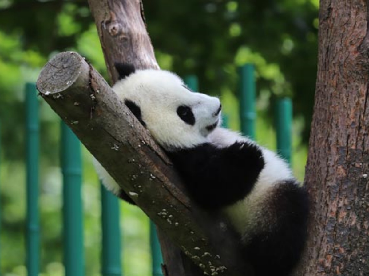 14 días Beijing/Xi'an/Chengdu/Crucero por el Río Yangtsé/Shanghái