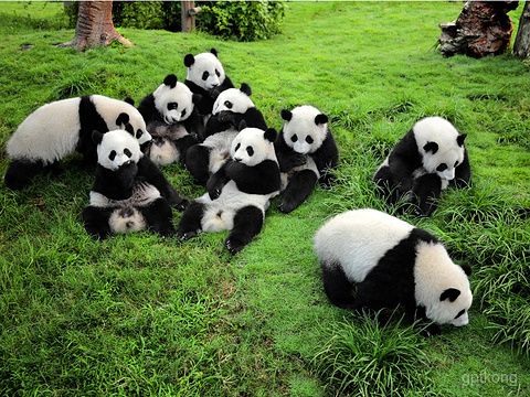 Contacto con Panda y Crucero Yangtsé Tour