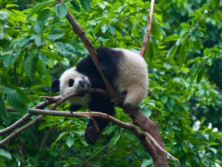 Leyenda de Kungfu & Panda Tour desde Beijing