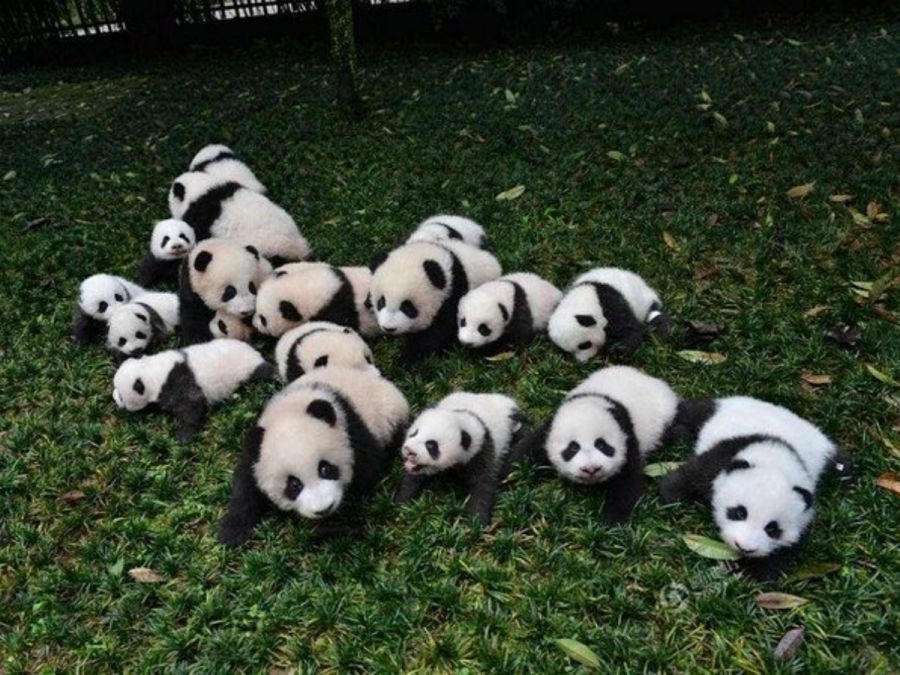 China Panda con Triángulo Dorado Tour