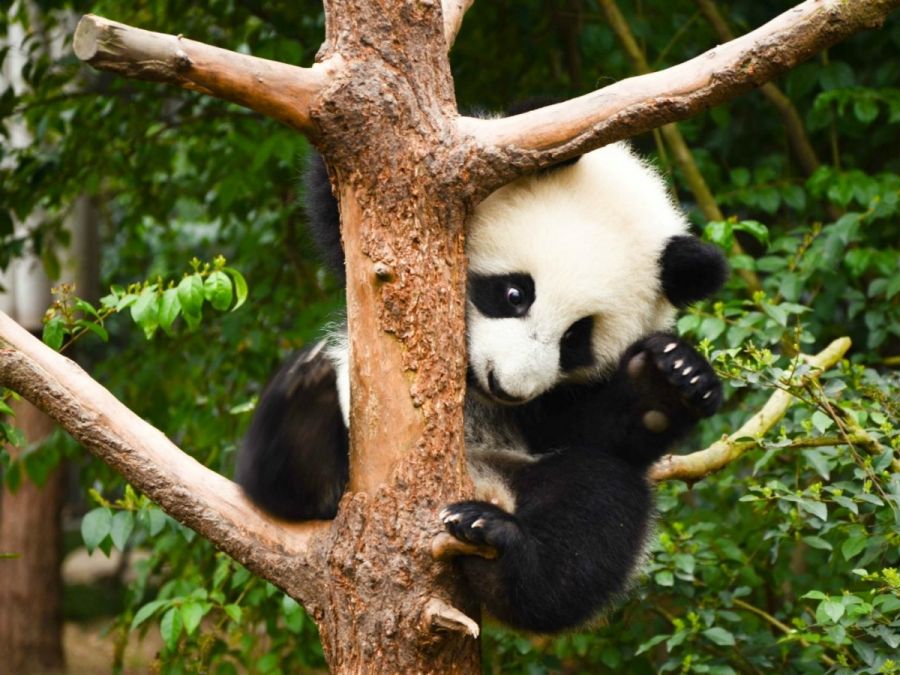 China Clásico Panda Tour
