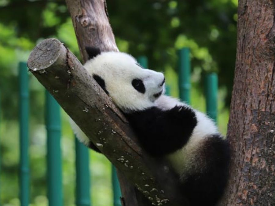 China Panda Tour con Crucero por el Río Yangtsé