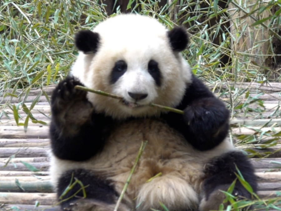 China Familia Tour con Visita de Pandas