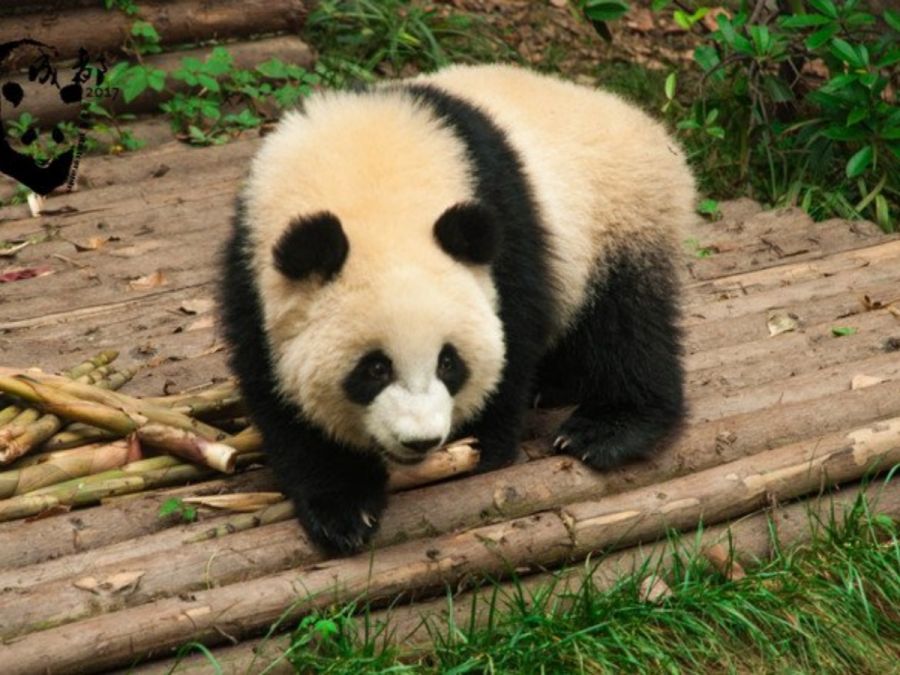 China Estudiante Tour con Visita de Panda