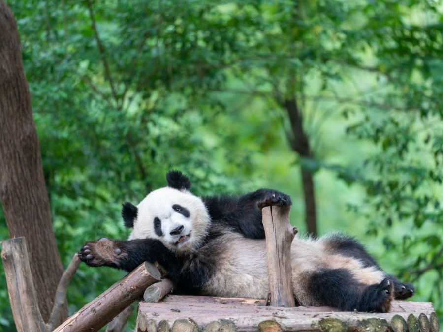 China Hermosa &Tíbet &Panda Tour