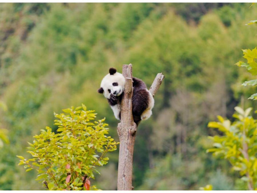 Viaje de Minorías Étnicas en Sichuan